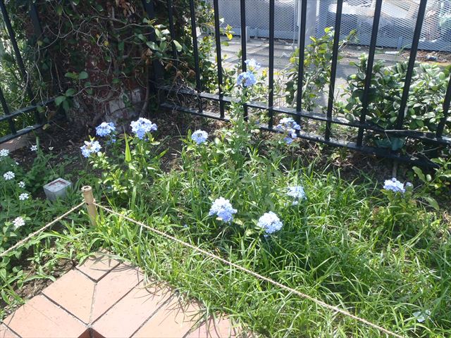 るりまつり